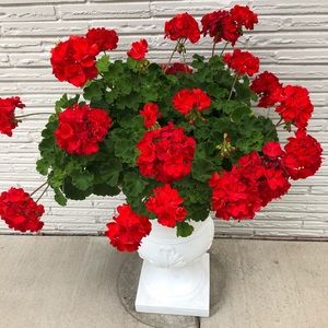 Meet your Posher, Sylvia